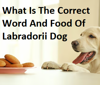 What Is The Correct Word And Food Of Labradorii Dog