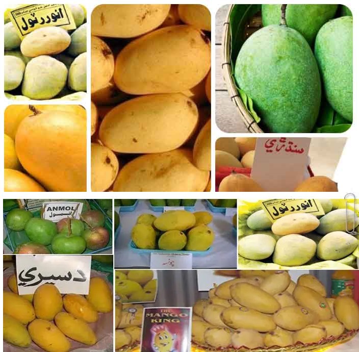 Mango Varieties and Season in Pakistan
