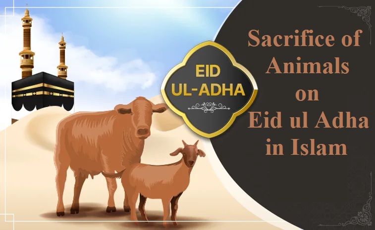 Sacrifice of Animals on Eid ul Adha in Islam